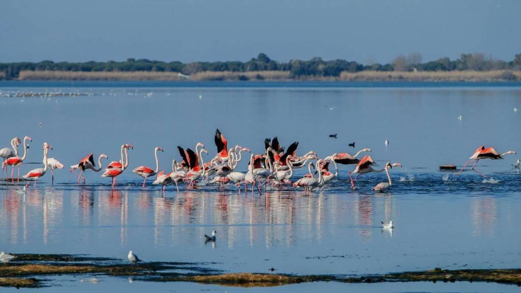 Appartamento Stella Di Mare - Ca Savio Cavallino-Treporti Esterno foto