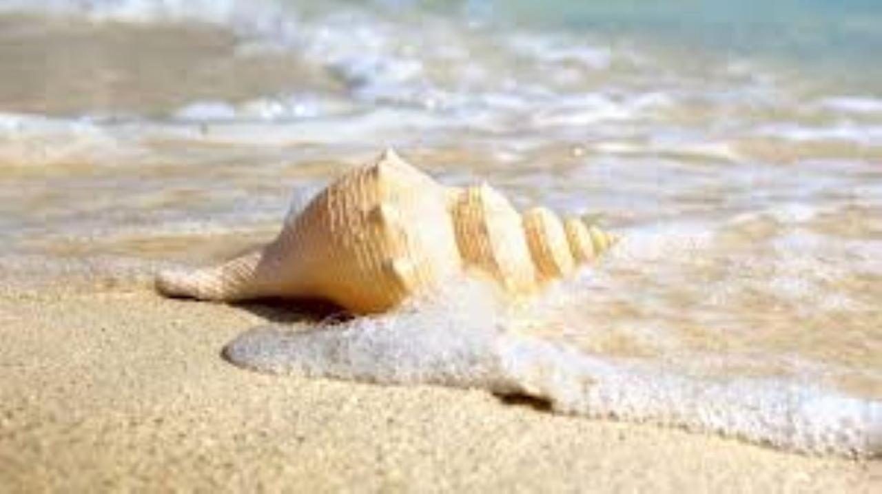 Appartamento Stella Di Mare - Ca Savio Cavallino-Treporti Esterno foto
