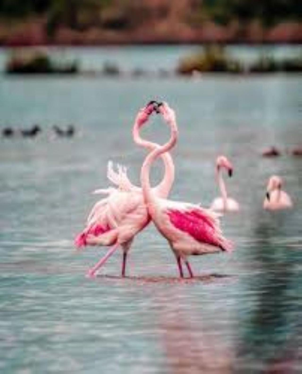 Appartamento Stella Di Mare - Ca Savio Cavallino-Treporti Esterno foto