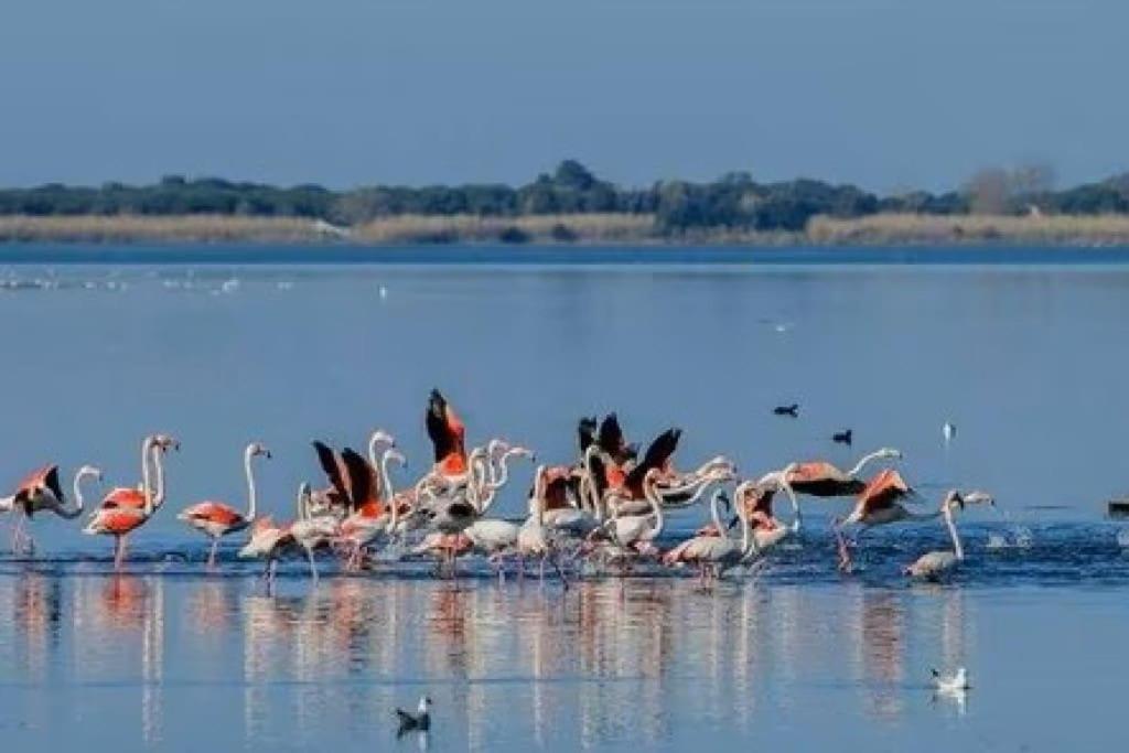 Appartamento Stella Di Mare - Ca Savio Cavallino-Treporti Esterno foto